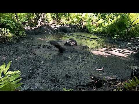Jumping into quicksand - Masurian Forest Bog 2024 | Day 7 | Take 1