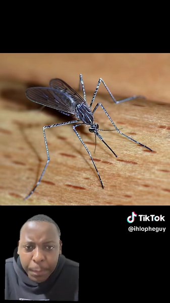 Discover the World of Mosquitoes: Music and Animals