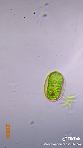 #optimuminstitute #microscope #germs #semmelweisreflex #microscopic #scientificmethod #germtheory #cells #biology #science