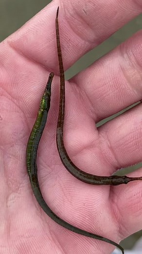 Exploring Florida's Underwater World: Sea Creatures Galore!