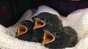 Here are three of the 34 Black Phoebes we currently have in care. They're showing off their synchronized gaping skills 😉 These little ones will be fledging their nest any day now, at which time they will be moved to one of our fledgling aviaries outside. Here they will continue to be hand fed every 30 minutes until they are able to capture live insect prey on their own. | Native Songbird Care & Conservation