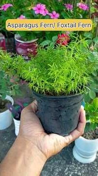 Asparagus Fern | Foxtail Fern | how to grow asparagus Fern #shorts #asparagusfern #foxtail #fern
