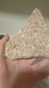 Set of 2 Fossilized Shell Rocks – Natural Seashell Fossils in Stone – Coastal Décor or Collector Specimens - Etsy Canada