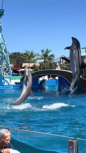 Dolphin show at the seaworld #seaworld #california #dolphinshow #showtime