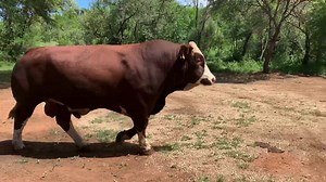 Lussim Bulls emerging after some good Rains in Botswana. Contact us on 72939328 should you wish to come view them. | Lussim Simmentaler Stud & Boer Goat Breeders
