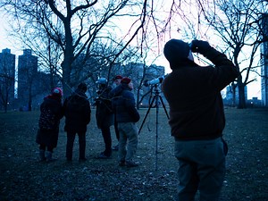 Great horned owl that lived near Lincoln Park’s North Pond may have died from rat poison, experts say