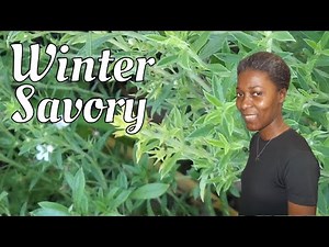 Growing winter savory Perennial herbs zone 5A How to grow your own food to save money on groceries