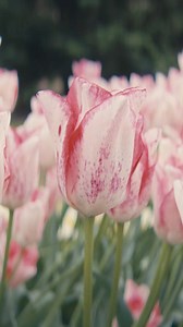 1.8K views · 142 reactions | For over 200 years, Breck's has provided Dutch-grown flower bulbs, bareroots, garden tools, and décor. Each season, thousands of gardeners trust us to deliver the largest, highest-quality bulbs from Holland’s fertile fields. Visit our website today! | Breck's Bulbs | Facebook