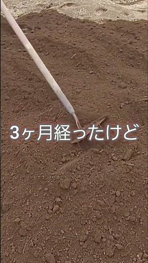 土の中に埋めておいた里芋掘り起こし！３ヶ月保存！あれ？どこだっけ？