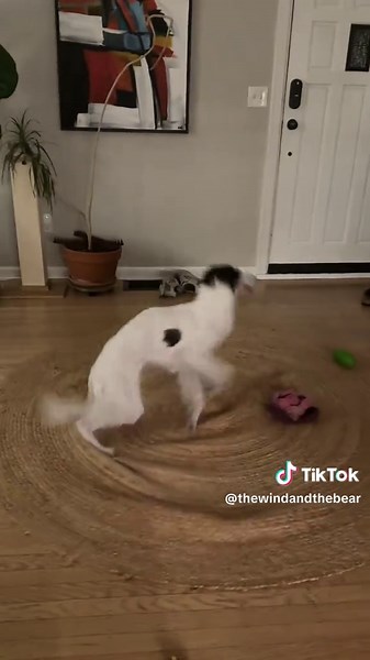 It’s zoom o’clock yet again #fyp #dogsoftiktok #silkenwindhound #noodle #funnydog