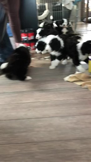 Adopt Sheepadoodles in Edmonton, Alberta Canada