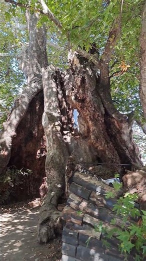 THE COOLEST TREE IN THE WORLD??? #ohrid #tree #interesting
