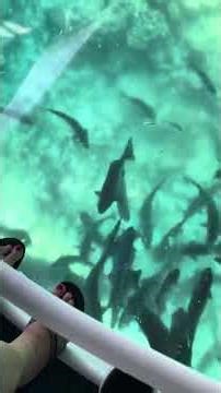 Dancing with the Fish - CELEBRITY BEYOND!