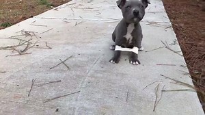 29K views · 1.4K reactions | Fosterma, this is so stupid. (Hugo has a condition called swimmer puppy syndrome, the tape is part of his rehabilitation) #gohugogo #swimmerpup | The Tucker Farm | Facebook