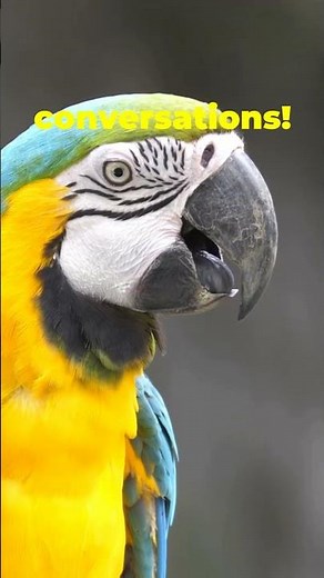 Meet the Double Yellow-headed Amazon Parrot (Amazona oratrix)#DoubleYellowHeadedAmazon