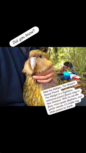 🦜 Meet the Kākāpō — The World’s Rarest Parrot The Kākāpō is a flightless, nocturnal parrot found only in New Zealand. With its owl-like face, moss-green feathers, and gentle nature, it’s unlike any other parrot on Earth. 🌙 Active at night 🌿 Herbivorous diet 🦉 Flightless but an excellent climber ⏳ Can live over 60 years ⚠️ Critically endangered & strictly protected — Kākāpōs are not pets and exist only under conservation care. 💚 A true symbol of wildlife conservation success. Want to learn m