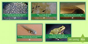 Amphibian Life Cycle Photo Pack