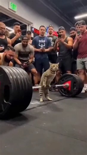 @thenaturewindow_ on Instagram: "Япония внедряет революционную технологию, преобразующую каждый шаг человека в электричество: пьезоэлектрические плитки.Эти плитки поглощают энергию давления и вибрации, создаваемую каждым шагом пешехода,и преобразуют эту механическую силу в электрическую энергию.Пьезоэлектрические элементы, встроенные в плитки, слегка деформируются,генерируя слабый электрический ток.Каждый шаг генерирует небольшое количество энергии, но миллионы шагов в совокупностигенерируют дос