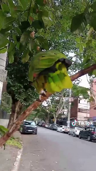 Papagaio Dançando ao Som de Música do TikTok