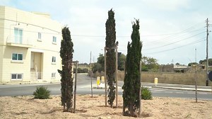 Watch: Infrastructure Malta plants 3,123 trees in first quarter of 2020 - The Malta Independent