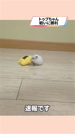 ててらぼペット部 | ペットの総合情報メディア🐹 on Instagram: "今回ご紹介させていただくのは @soondubu_ham1018さん宅の トゥブちゃん🐹🍎 TikTok：https://www.tiktok.com/@user1139881820901 ※投稿主様に許可を得て投稿しております。 ....................................................... 速報です！✨ トゥブちゃんVS星様 どっちが輝いているのか!?を決める 戦いの火蓋が切られました⚔️ 勝者は・・・当たり前にトゥブちゃんです🐹🤍 Breaking news!✨ Tubu-chan vs. Stars decide which one shines! The battle has been cut off ⚔️ The winner is... Of course, Tubu-chan🐹🤍 ....................................................... 最高に可愛い投稿を 紹介させていただき 