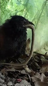 Bittern vs Snake in Seconds!“Bird Saves Nest from Snake!”