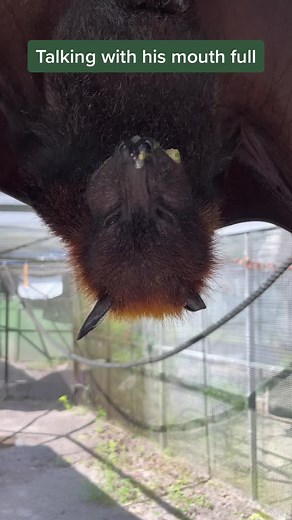 Understanding Bats: What They Communicate