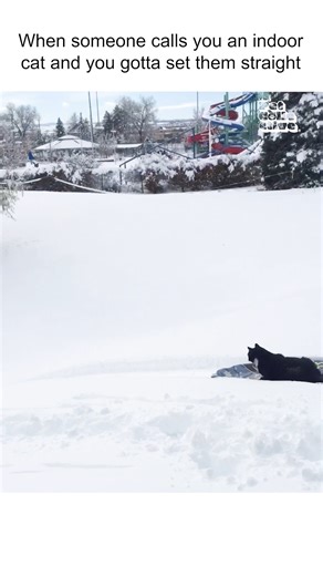 799K views · 7.1K reactions | Outdoor cats rule! ❄️ #Cats #Funny #CatMemes #CatLife #Snow | The Pet Collective | Facebook