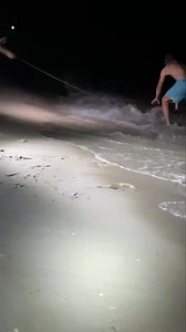 These young men surf fishing last night near the flora bama, caught a tiger shark and released it. | Orange Beach Fishing Charters