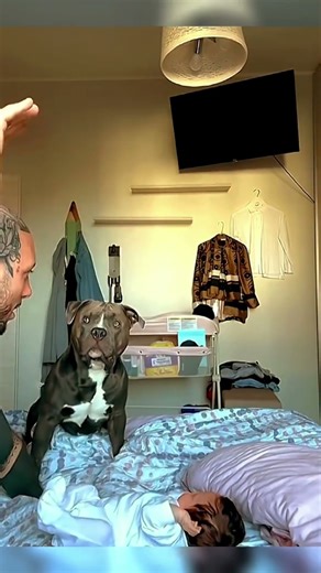 Funny pey animals joak shortd video 🐶🐱🐶