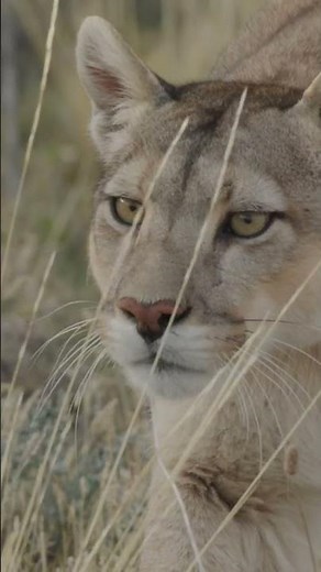 I filmed wild PUMAS in South America