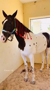 Hadi sirika stable | Delight of Emirs and Riders