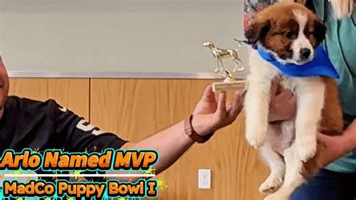 Highlights of the Madera County Puppy Bowl