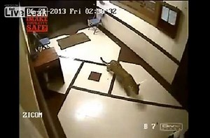 L'attaque d'un léopard dans une maison en Inde