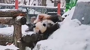Un adorable panda s'amuse dans la neige