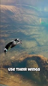 The Bird That Dives Deeper Than SUBMARINES?! 🤯