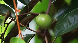 Chrysophyllum cainito (Also known cainito, caimito, tar apple, star apple, purple star apple, golden leaf tree, abiaba, pomme de lait) on the tree