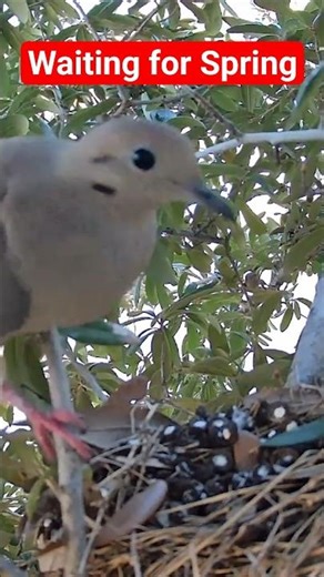 Not Alone… Its Mate Is Here Too! Waiting for Spring Breeding #mourningdove #nest #breeding