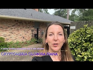 Planting a Cryptomeria Globosa Nana and Reviving a Struggling Artemisia | Surprise Rain Shower☔