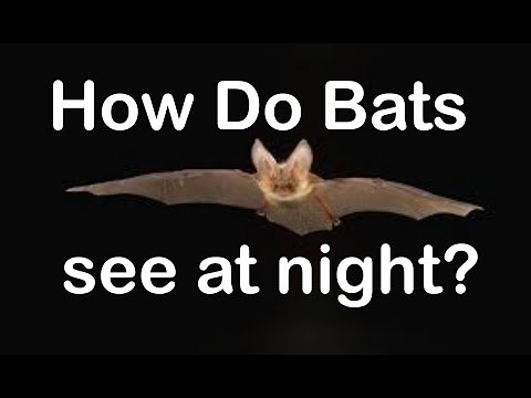 How do bats see at night