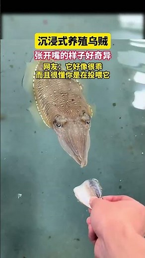#沉浸式养殖乌贼 #乌贼养殖 #赶海 #乌贼 张开嘴的样子好奇异网友：它好像很乖而且很懂你是在投喂它