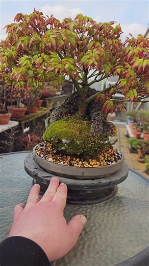 Japanese maple 'Little Princess' bonsai tree, root in the rock