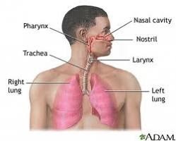 The respiratory system test