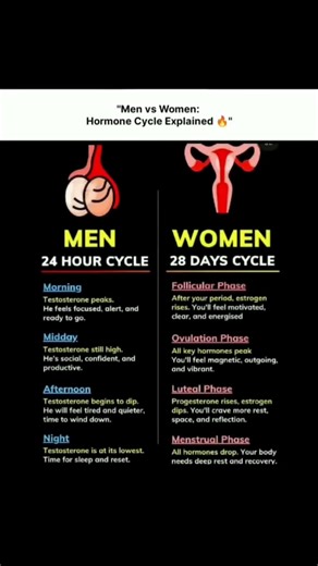 Men vs Women: Hormone Cycles
