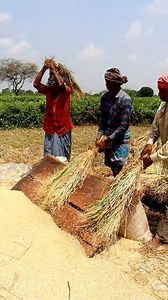 Oldest Way of Paddy Threshing: Hi Friends, In this reel you can see that the farmers were busy threshing paddy manually by beating. Now-a-days, most of the farmers thresh paddy either by powered paddy thresher or by manual paddy thresher. If paddy is harvested through paddy harvester, then threshing is done automatically, but it needs drying before storing. But in this reel we tried to show you how paddy is threshed traditionally. They beat paddy bundles on wooden log. It's tiring and laborious 
