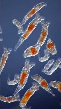 Some of my favorite micro animals, rotifers 🔬🦠 #science #microscopy #biology