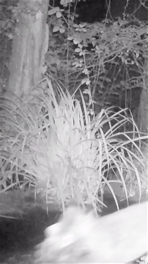 Volpe con preda #wildlife #trailcamera #nature #animals #sentiero#volpe #renard #renards