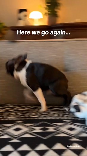 21K views · 750 reactions | turbo mod #dog #doglover #bostonterrier #funnydogs #puppy #puppies #dogoftheday #foryou #animals #fyp #world | lgaird Boston Terrier | Facebook