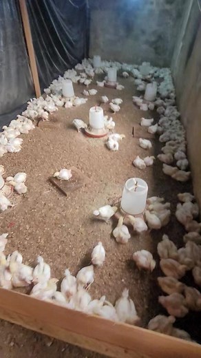 9.8K views · 230 reactions | Quels sont les avantages de ces deux pratiques dans l'élevage ? Pourquoi est-il important d'abord assoiffer les animaux pendant 2 heures avant la vaccination et le vermifugage ? | Moustapha Mohamed | Facebook