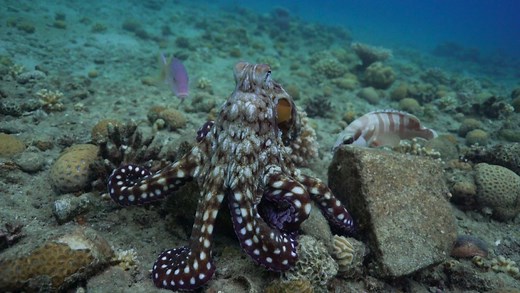 Watch Octopuses Team Up With Fish to Hunt—and Punch Those That Don’t Contribute